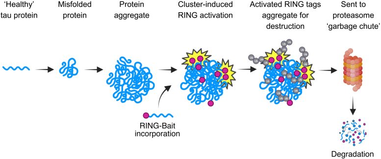 RING-Bait Schematic