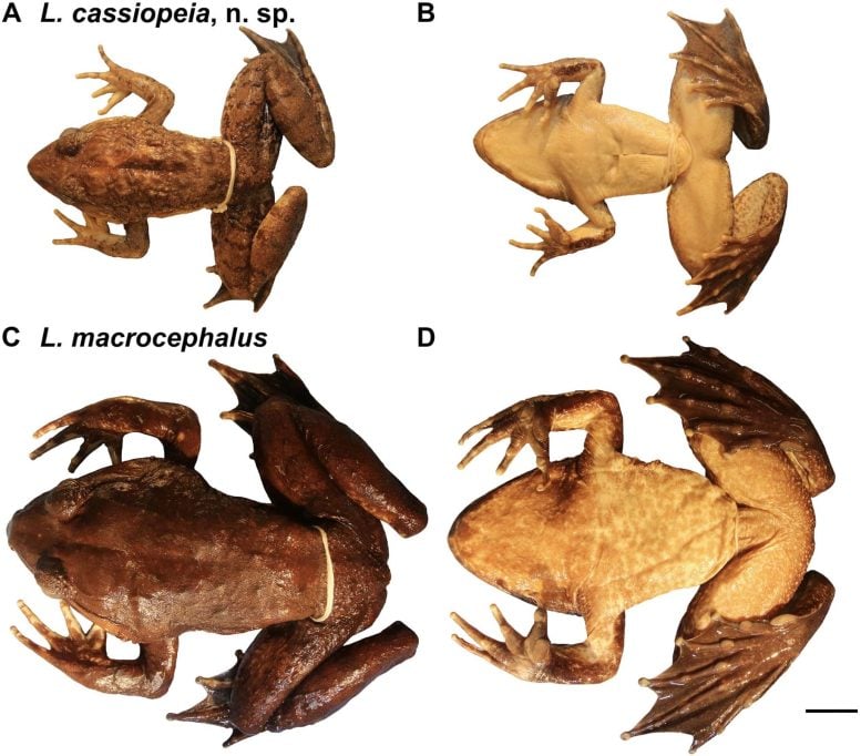 L. cassiopeia and L. macrocephalus