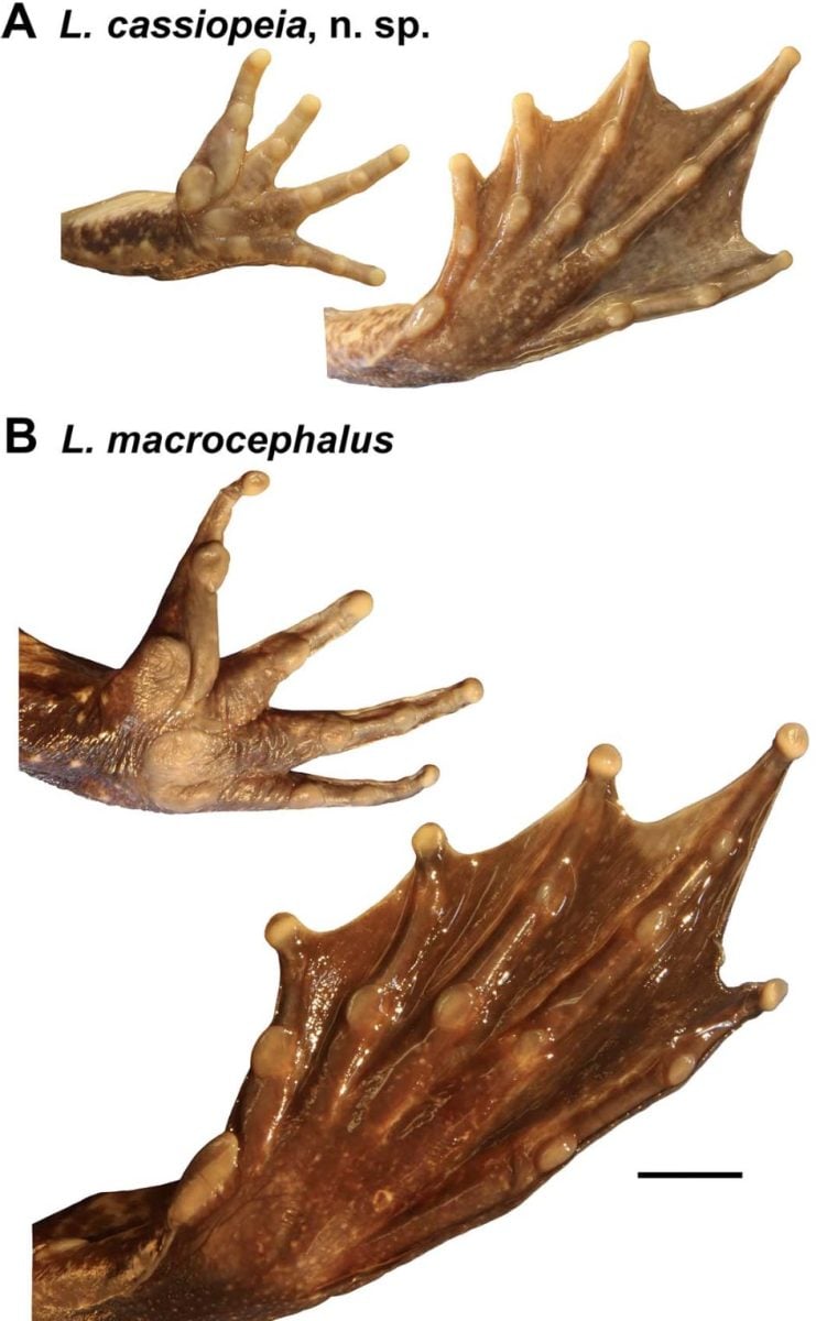 L. cassiopeia and L. macrocephalus Toes