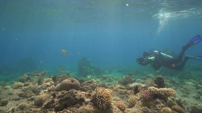 A scuba diver hovers above a coral reef, pointing a camera at a cluster of fish around an octopus