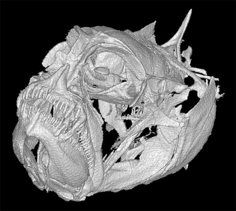 CT Scan of Grumpy Dwarfgoby Skull