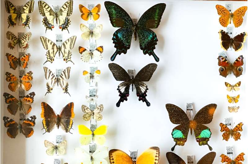 Javan butterflies from McArthur's collection