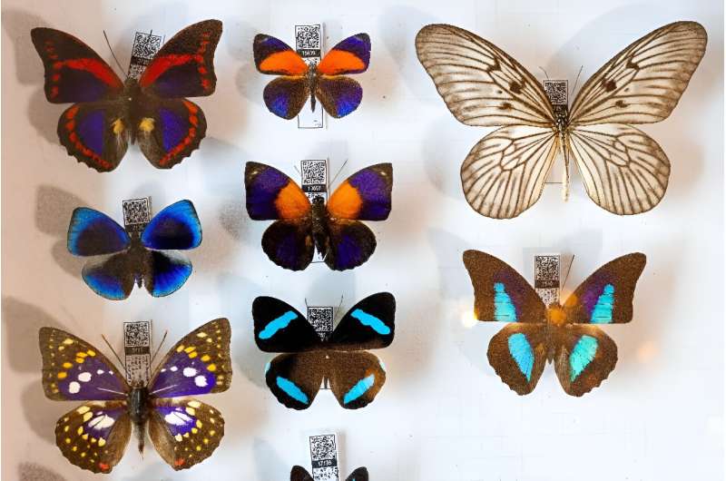 While collecting Peruvian butterflies (pictured), McArthur had a close call with a bushmaster viper, one of the world's most venomous snakes