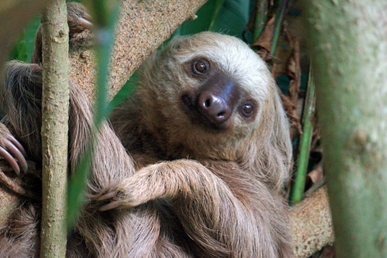 Two-Fingered Sloth