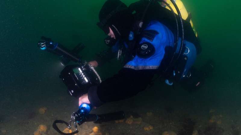 'Remarkable' marine animal forests found around Wellington's coast