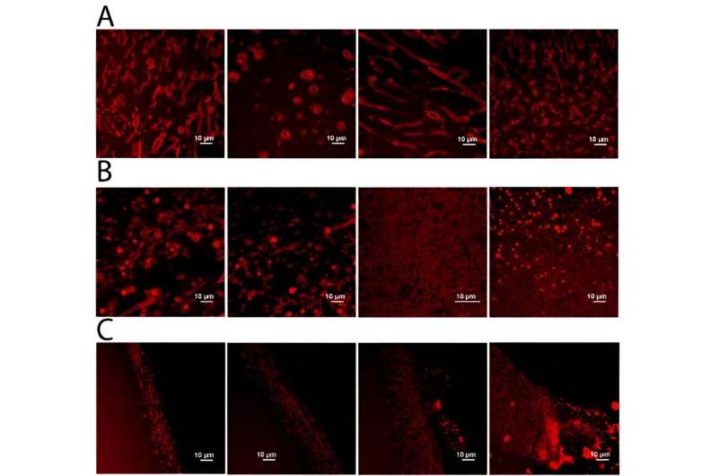 Another building block of life can handle Venus' sulphuric acid