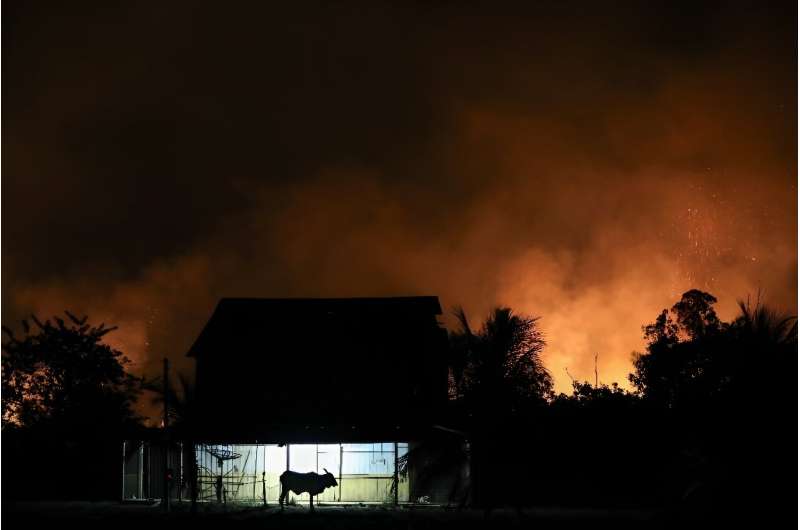 A bull is seen in front of a house surrounded by fire from illegal burning in the Amazon rainforest near the city of Labrea in northern Brazil on September 4, 2024