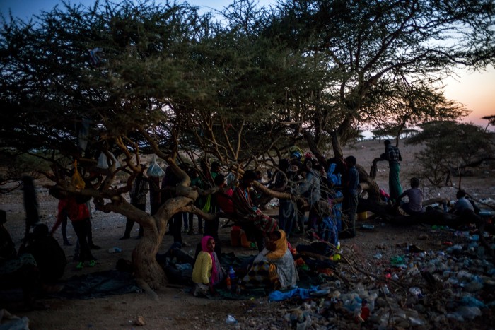 A large group of Ethiopian migrants gather at dusk around an acacia tree at a staging post near Obock