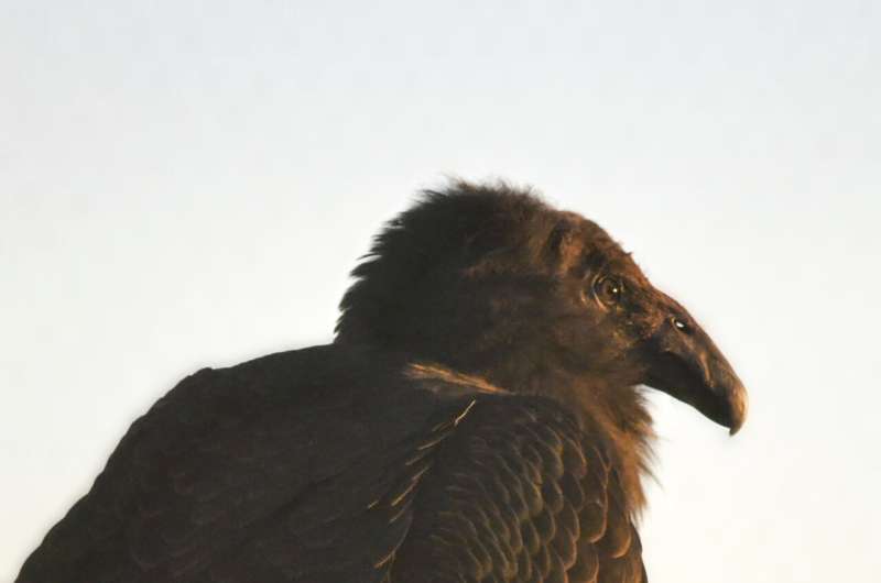 A rare condor hatched and raised by foster parents in captivity now gets to live wild