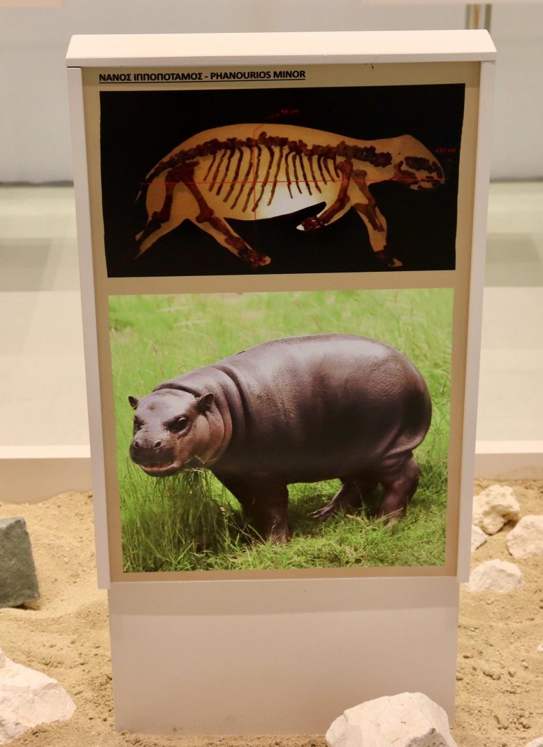 Skeleton and Artists Reconstruction of Dwarf Hippo