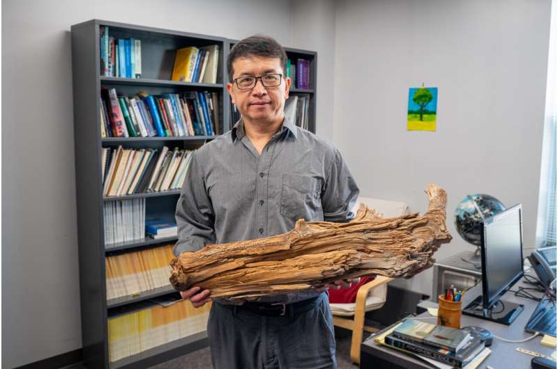 Discovery of 3,775-year-old preserved log supports 'wood vaulting' as a climate solution