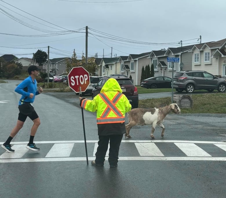 A goat running across a street, a crossing guard holds up traffic. There is another runner behind the goat.