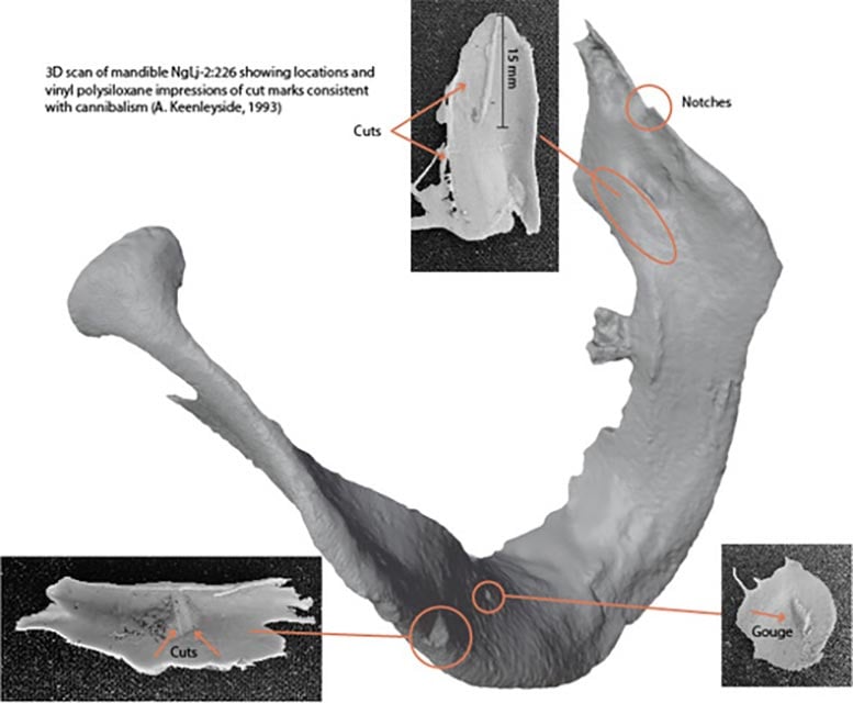 3D Scan of James Fitzjames Mandible