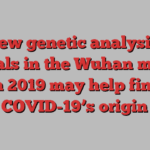 A new genetic analysis of animals in the Wuhan market in 2019 may help find COVID-19’s origin