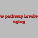 A new pathway involved in aging