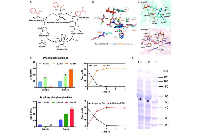 Advancing synthetic Ephedra-type alkaloids with a two-step enzymatic approach