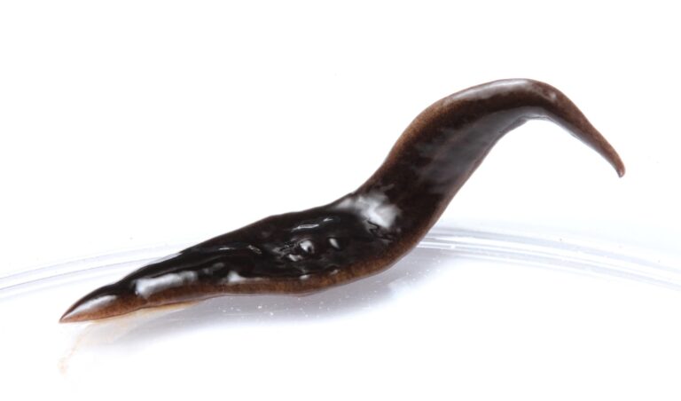 Scientists Discover Mysterious “Alien” Flatworm in North Carolina