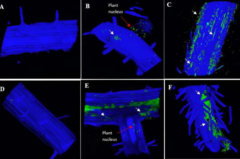 Evolutionary battleground: Plants vs. microbes