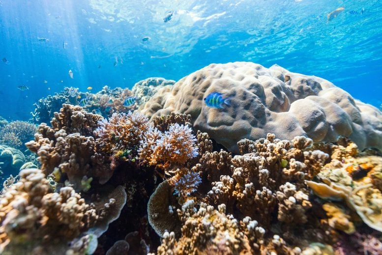 Coral Reef Underwater