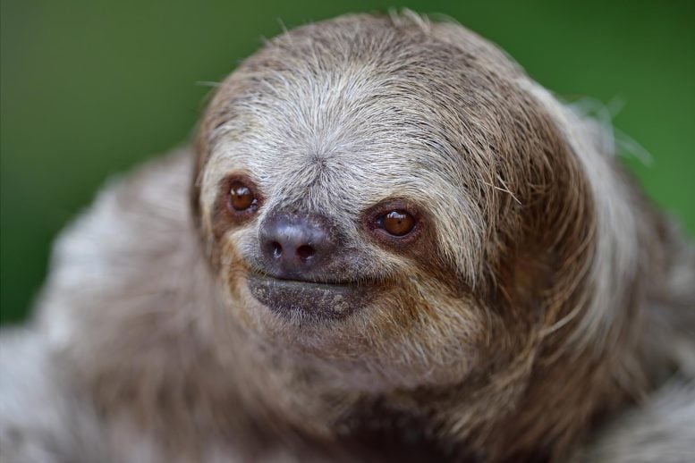 Three Toed Sloth Close