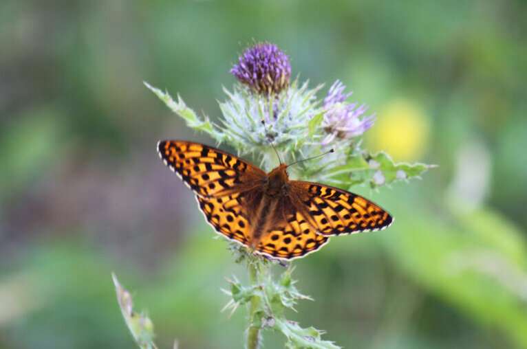 At-risk butterflies more likely to survive with human help