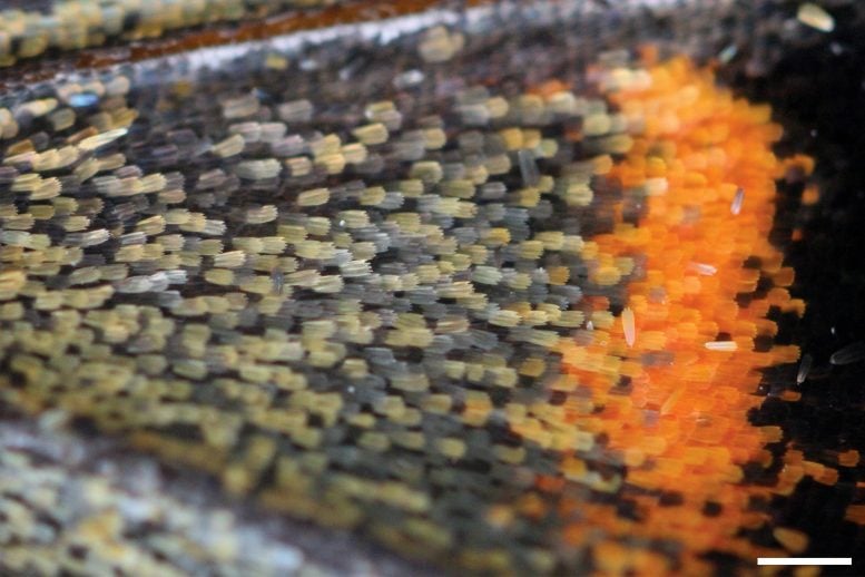 Painted Lady Butterfly Wing Scales