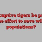 Can captive tigers be part of the effort to save wild populations?