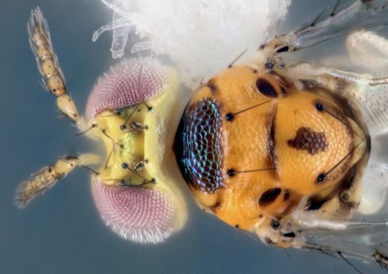 Scientists Discover Unique New Parasitic Wasp Species in Texas