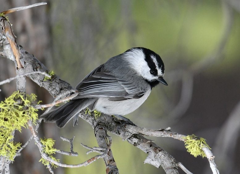 Mountain Chickadee in Tree