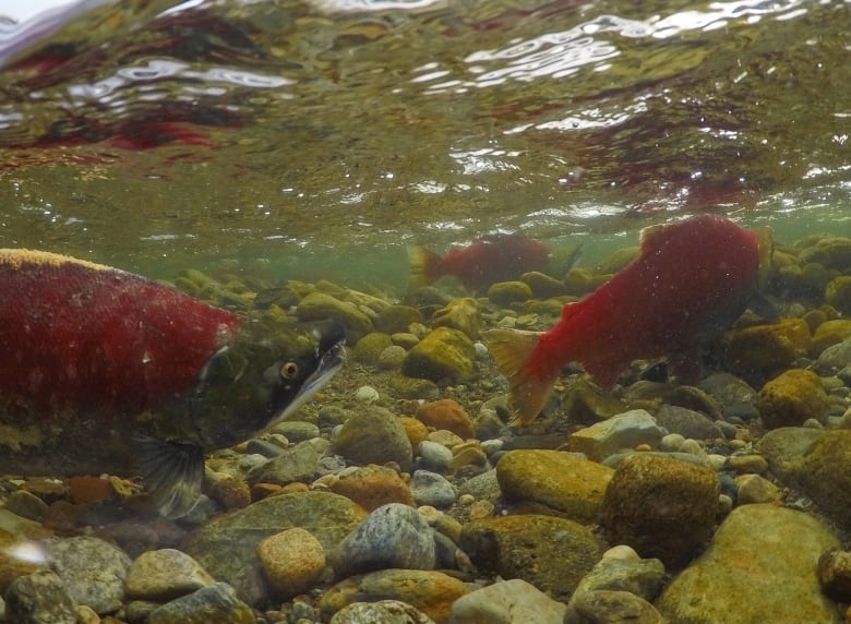 two sockeye salmon swimming in a river