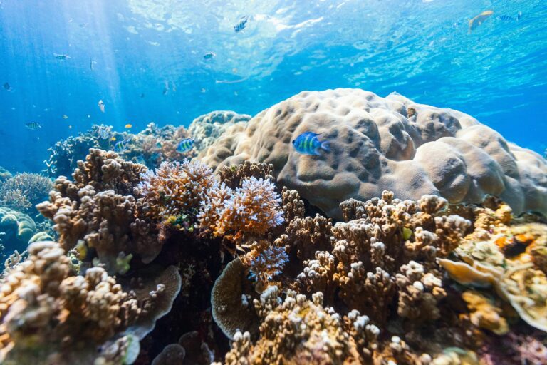 Ancient Coral Reefs Dodged Extinction – Can Modern Reefs Do the Same?