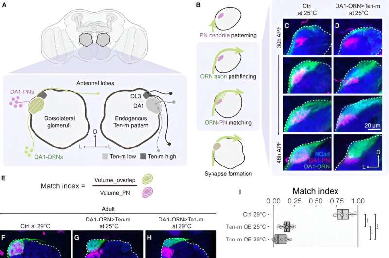 Decoding the language of cells with the power of proteomics