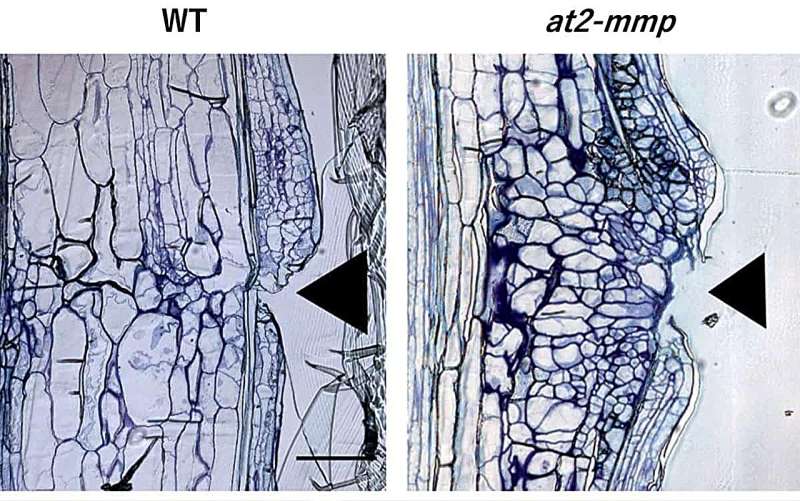 Elucidating the mechanism of cell division during plant self-healing