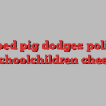 Escaped pig dodges police as schoolchildren cheer