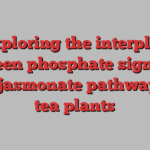 Exploring the interplay between phosphate signaling and jasmonate pathways in tea plants