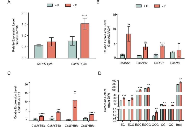 Unlocking the secrets of tea's healthful compounds: Phosphate and jasmonate's role