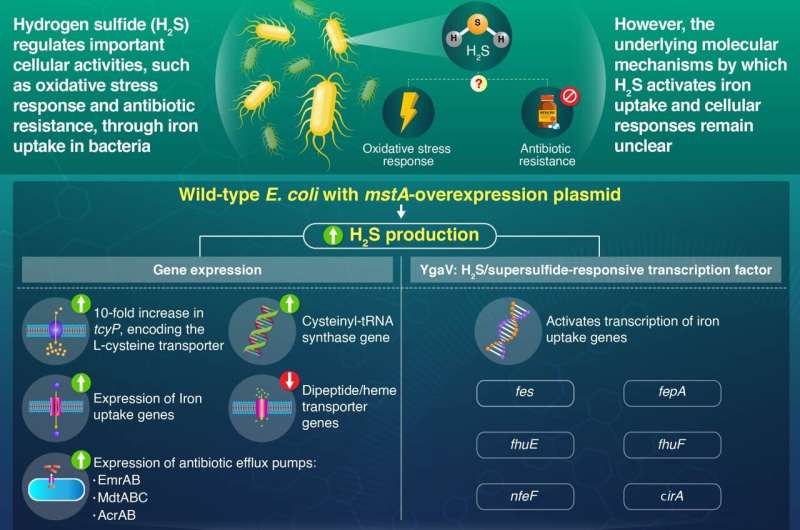 Role of hydrogen sulfide in the expression of iron uptake genes in escherichia coli