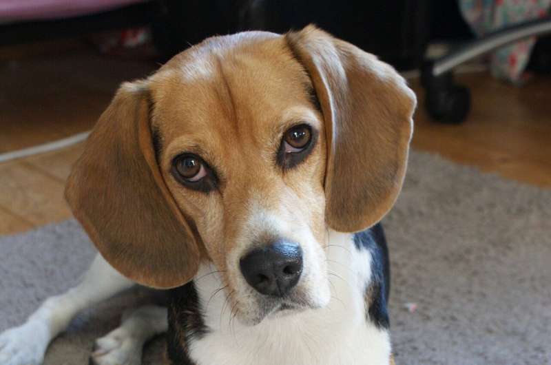 beagle