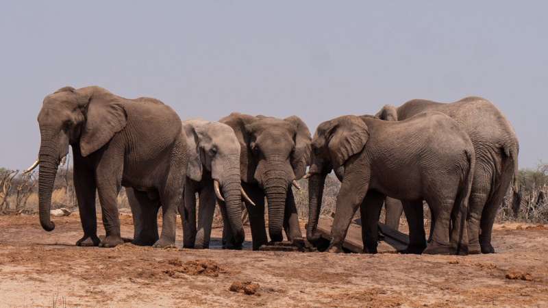 group of elephants