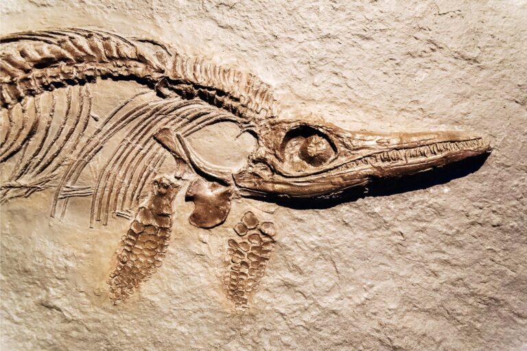 New Study Confirms Evolution Despite Fossil Gaps