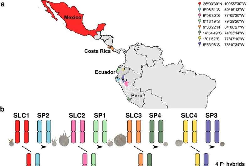 From wild relatives to super tomatoes: Unearthing new genetic potential