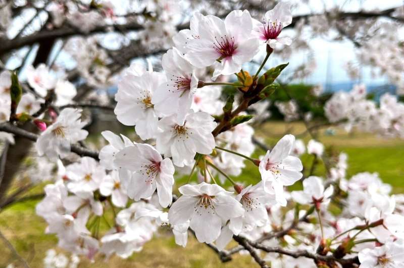 A new forecasting model based on gene activity predicts when Japan's cherry buds awake from dormancy