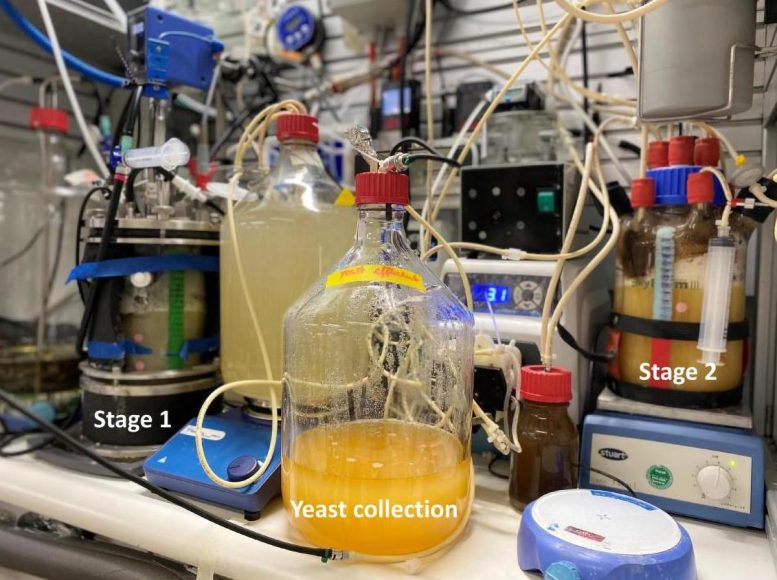 Microbes Turn CO2 Into Protein and Vitamins