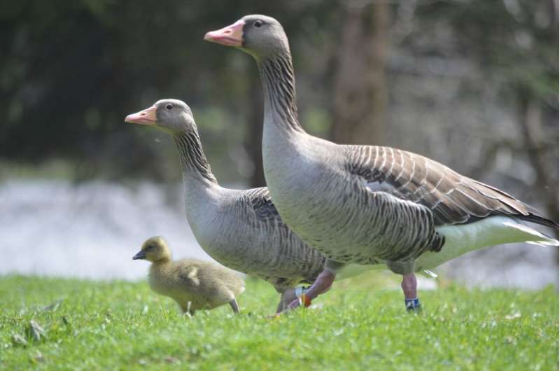 Love match and boldness pay off in geese reproductive success