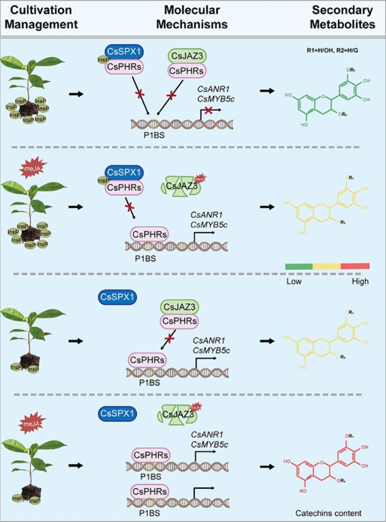 A Model for CsPHRs Mediated Catechin Biosynthesis in Tea