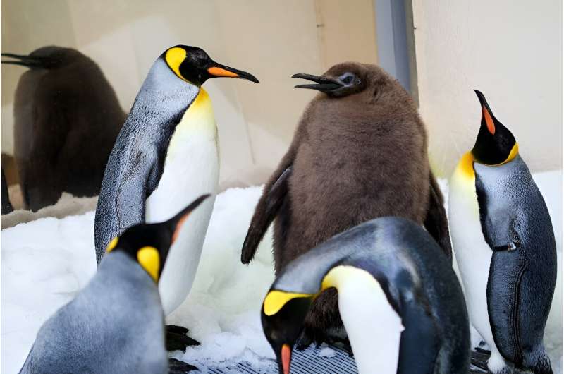 Pesto, a nine-month-old penguin chick,  has shot to fame for his massive weight of 23.5 kilogrammes