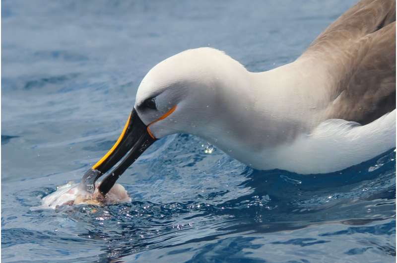 Highly-sensitive beaks could help albatrosses and penguins find their food