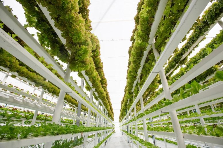 Hydroponic Vertical Farming