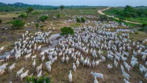 Cattle on a farm in Sao Felix do Xingu, Para state, Brazil