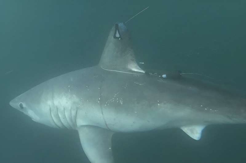 Large sharks may be hunting each other – and scientists know because of a swallowed tracking tag